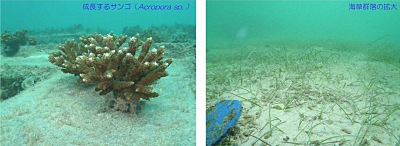 サンゴの成長と海草群落の拡大状況