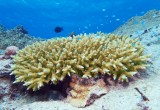 平成26年度 環境賞Iグループサンゴ礁環境評価に基づくサンゴ群集の再生基盤「コーラルネット」の開発と実用化 コーラルネットで再生したサンゴ（慶良間諸島）
