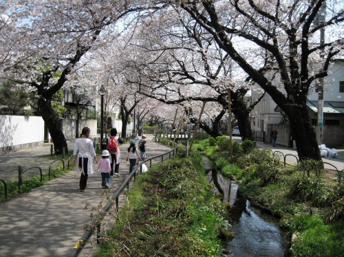 『桜満開の北沢川緑道ふれあいの水辺』