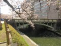 桜橋