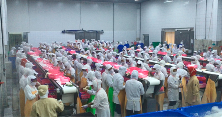 Shrimp Processing Factory