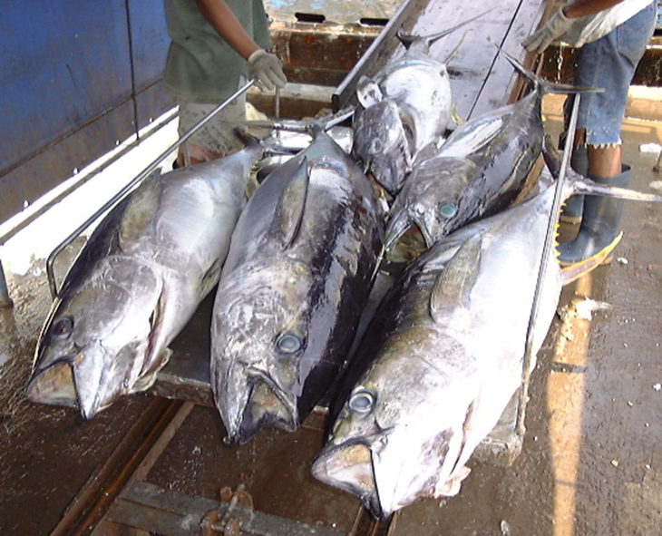 Fresh Tuna Landing to Export by Air Freight for Japan's Sashimi Market