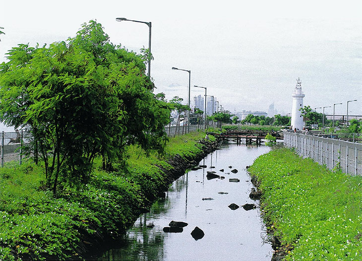 Photo 6: Mangroves