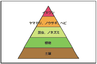 食物 連鎖 ピラミッド