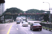 並木と歩道橋 / シンガポール / 土木施設−道路