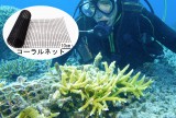 平成26年度 環境賞Iグループサンゴ礁環境評価に基づくサンゴ群集の再生基盤「コーラルネット」の開発と実用化 台風後のスピード再生技術（慶良間諸島）