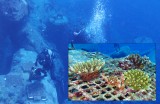 平成26年度 環境賞Iグループサンゴ礁環境評価に基づくサンゴ群集の再生基盤「コーラルネット」の開発と実用化 那覇港サンゴ群集再生