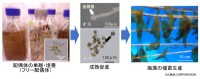 令和7年度年度環境賞IIグループ <br>大型海藻類の増殖技術を用いたブルーカーボン創出プロジェクト