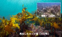 令和7年度年度環境賞IIグループ <br>大型海藻類の増殖技術を用いたブルーカーボン創出プロジェクト