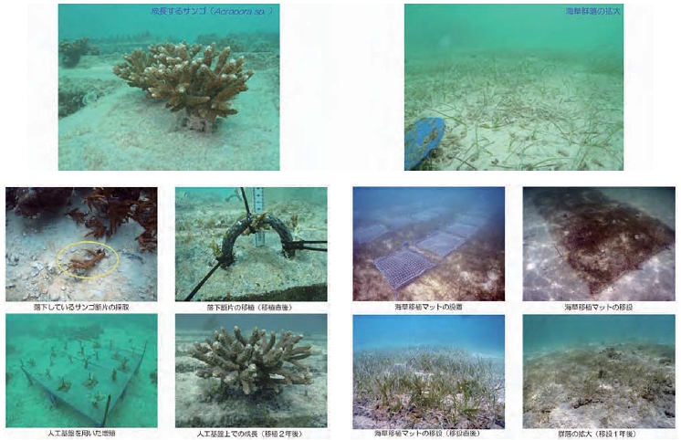 亜熱帯の離島におけるサンゴ・海草群落の救済・保全プロジェクト