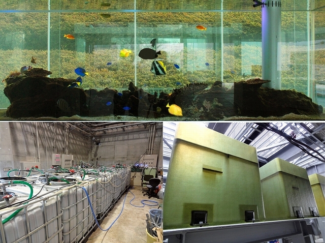 生物学的脱窒による水生生物飼育施設の環境調和型水処理システムの実用化