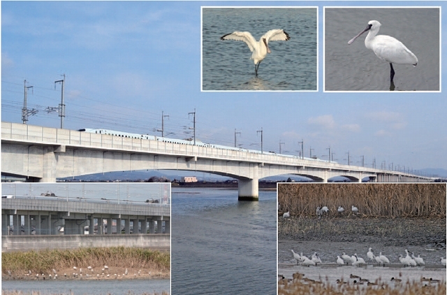 絶滅危惧種クロツラヘラサギの保全に配慮した新幹線橋りょうの新設 —九州新幹線　氷川橋りょう—