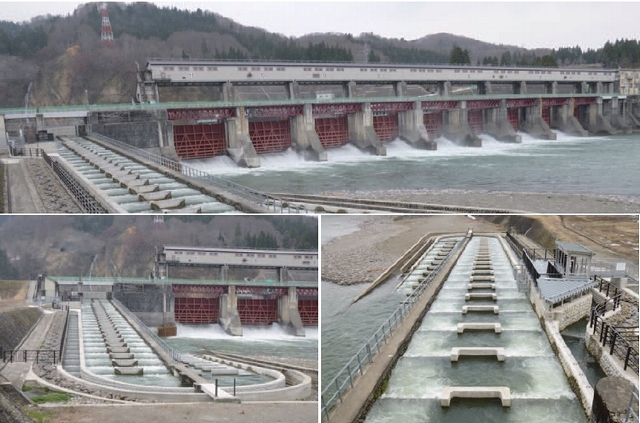 水力発電と河川環境との調和に向けた宮中取水ダム魚道構造改善及びモニタリング