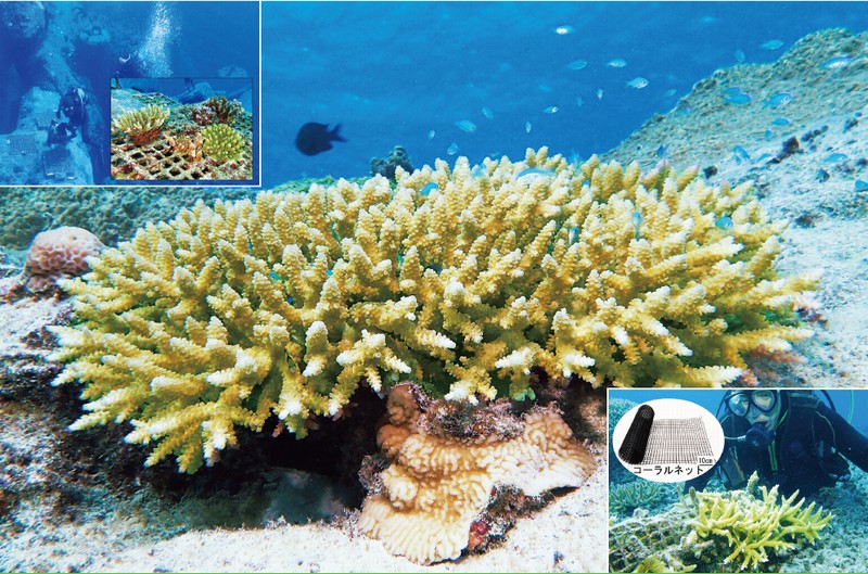 サンゴ礁環境評価に基づくサンゴ群集の再生基盤「コーラルネット」の開発と実用化